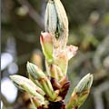 Chestnut bud